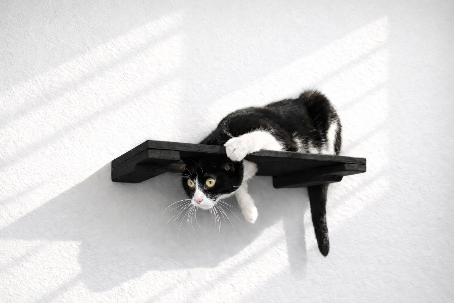 Wall Mounted Cat Shelf