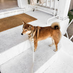 Fur Elise Collar & Leash Set - Bone