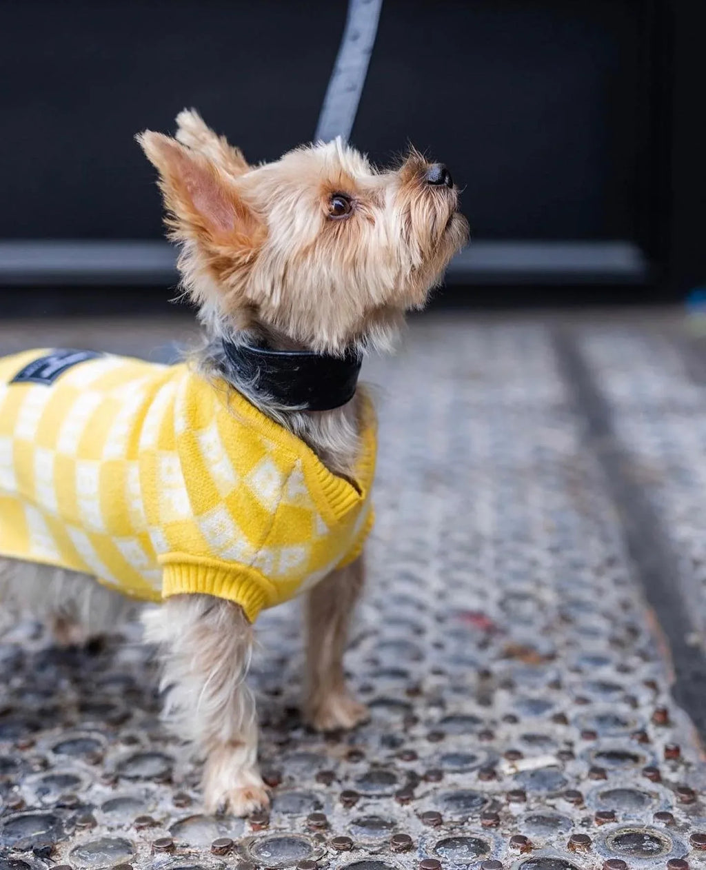 BP x BH Check Sweater Vest 5 - MiniPaw Luxe