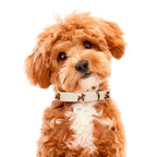 Ballon Beige Premium Dog Collar 2 - MiniPaw Luxe