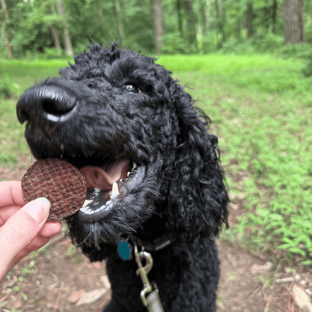 Beef Chips Pet Treats | Single-Ingredient Healthy Treats for Pets