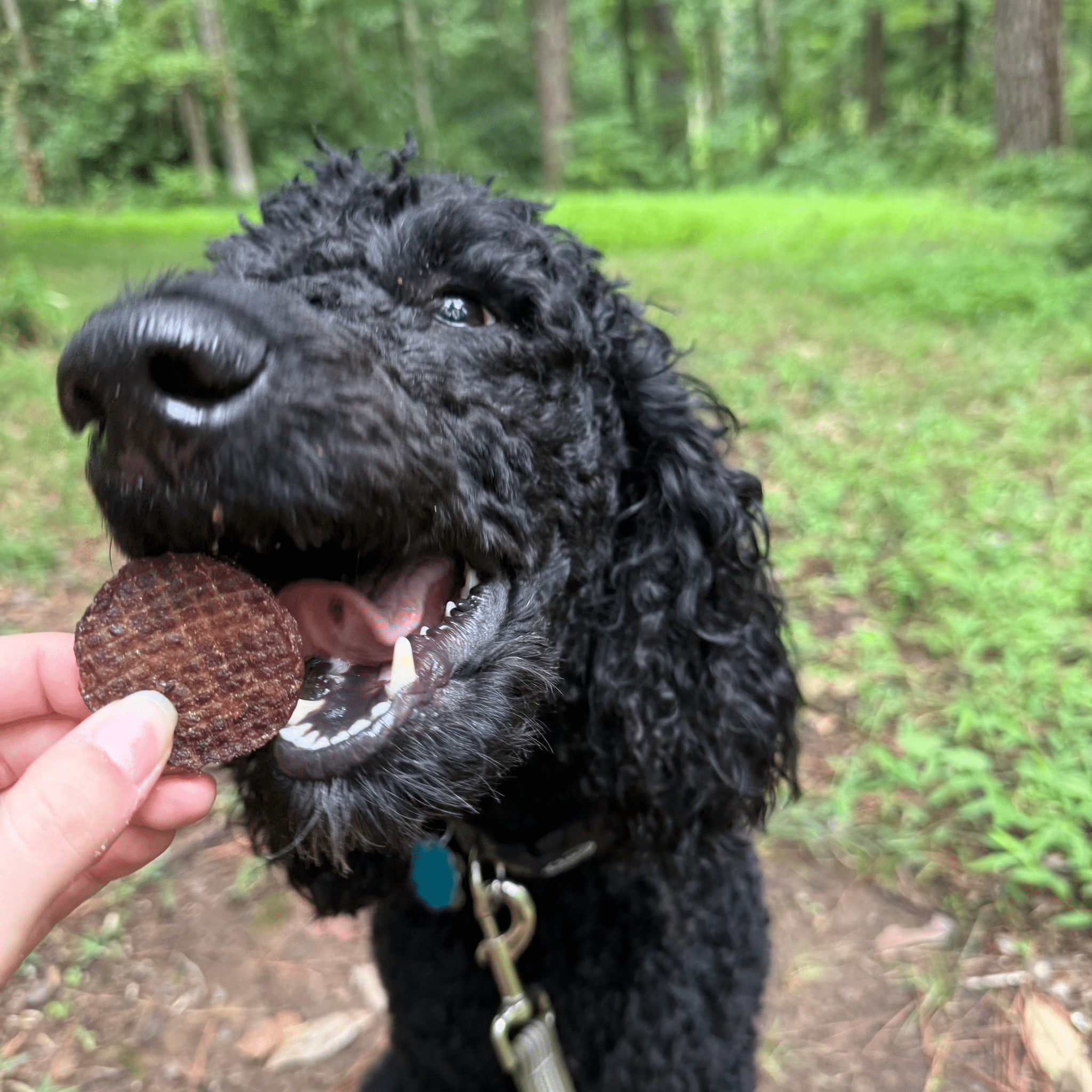 Beef Chips Pet Treats | Single-Ingredient Healthy Treats for Pets