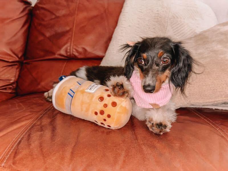 Boba 8 - MiniPaw Luxe