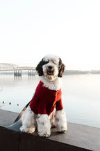 Brooklyn Cashmere Cardigan | Garnet 4 - MiniPaw Luxe