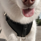 Fur Elise On-the-Go Walk Set - Noir