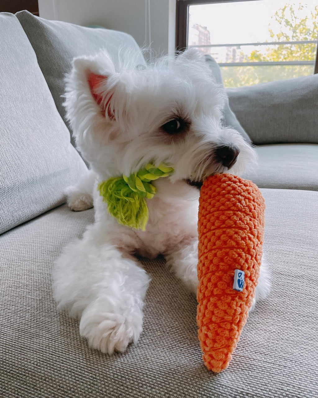 Carrot 8 - MiniPaw Luxe