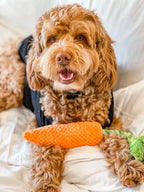 Carrot 9 - MiniPaw Luxe