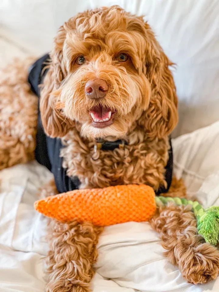 Carrot 9 - MiniPaw Luxe