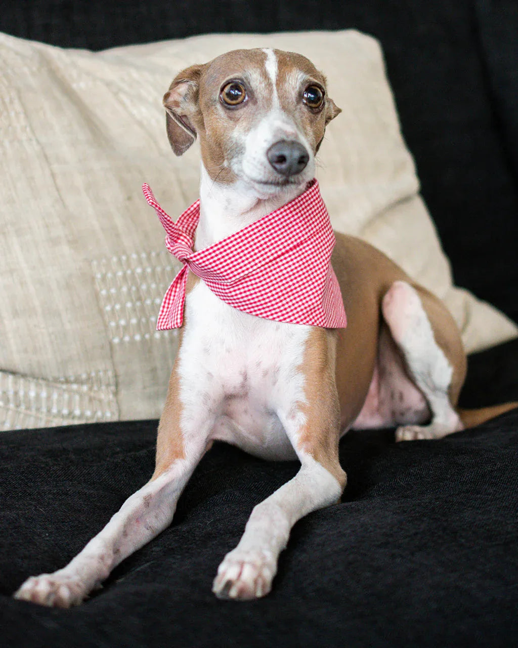 Classic Bandana 10 - MiniPaw Luxe