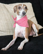 Classic Bandana 10 - MiniPaw Luxe