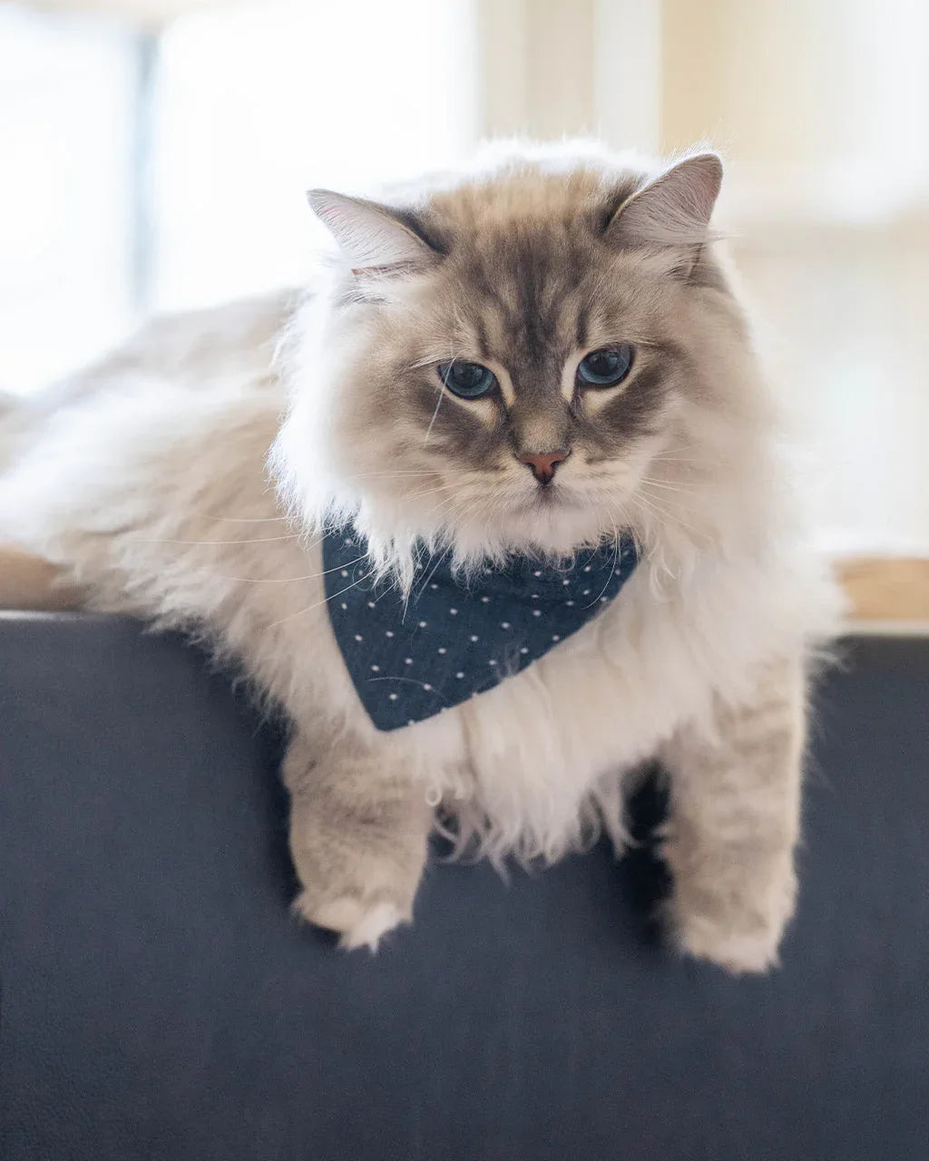 Classic Bandana 8 - MiniPaw Luxe