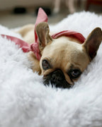 Classic Necktie 21 - MiniPaw Luxe