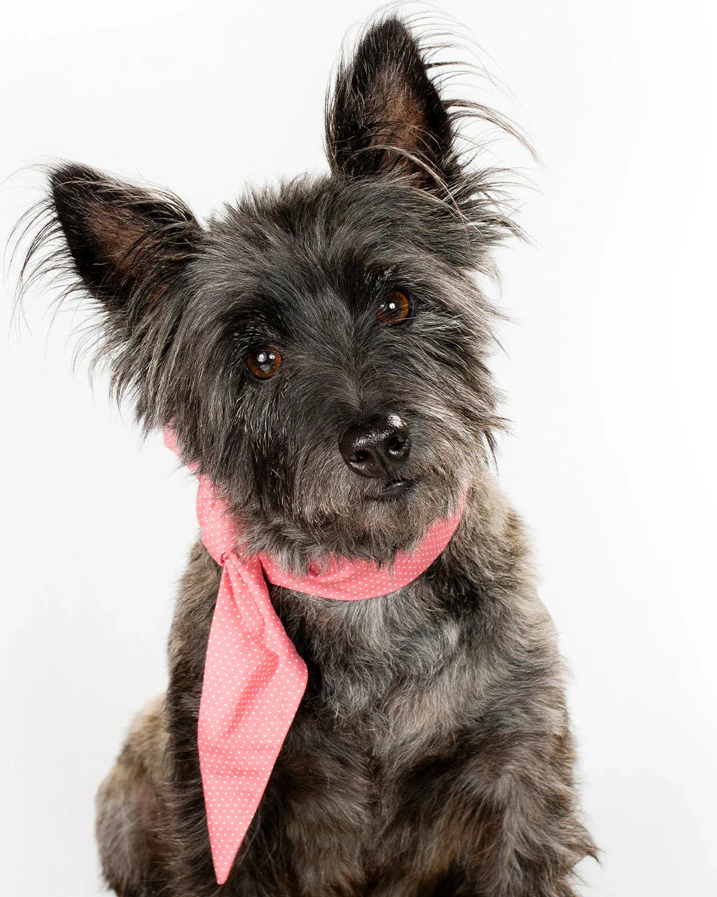 Classic Necktie 25 - MiniPaw Luxe