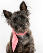 Classic Necktie 25 - MiniPaw Luxe