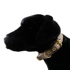 Collars Seatbelt 13 - MiniPaw Luxe