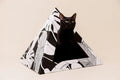 'Dark Paradise' Cat Pyramid 1 - MiniPaw Luxe