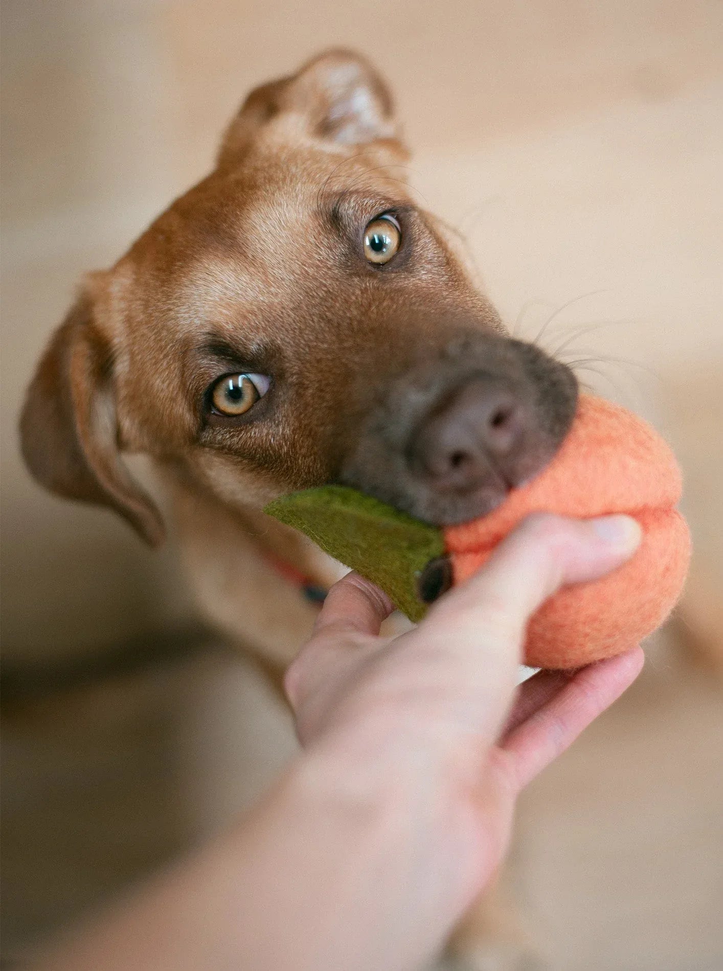 Doggy Peach 6 - MiniPaw Luxe