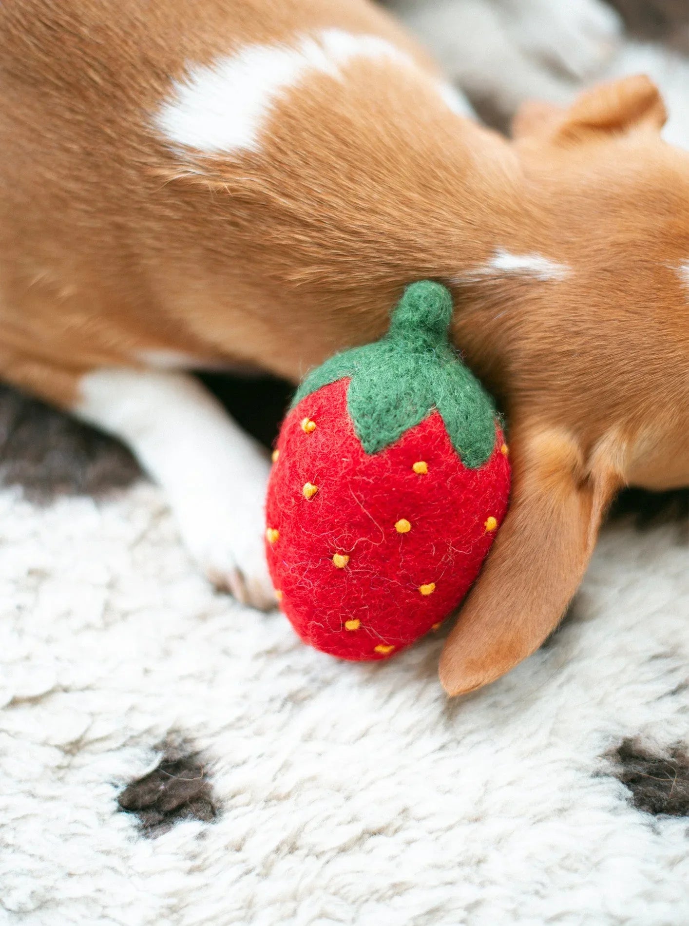Doggy Strawberry 4 - MiniPaw Luxe