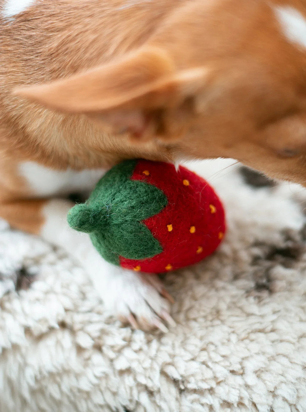 Doggy Strawberry 5 - MiniPaw Luxe