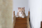 The Expedition - Cat Jungle Gym Wall System