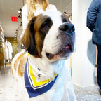 Erin Silk Twill Dog Scarf or Bandana 5 - MiniPaw Luxe