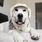 Fur Elise Furever Pet Hat