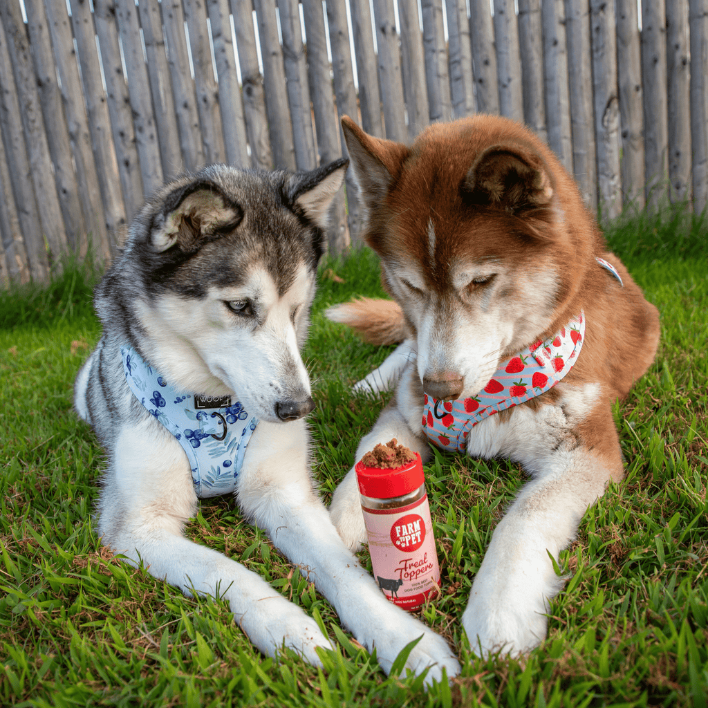 Treat Topper Beef Pet Food Topper | Powdered Meal Topper for Pets