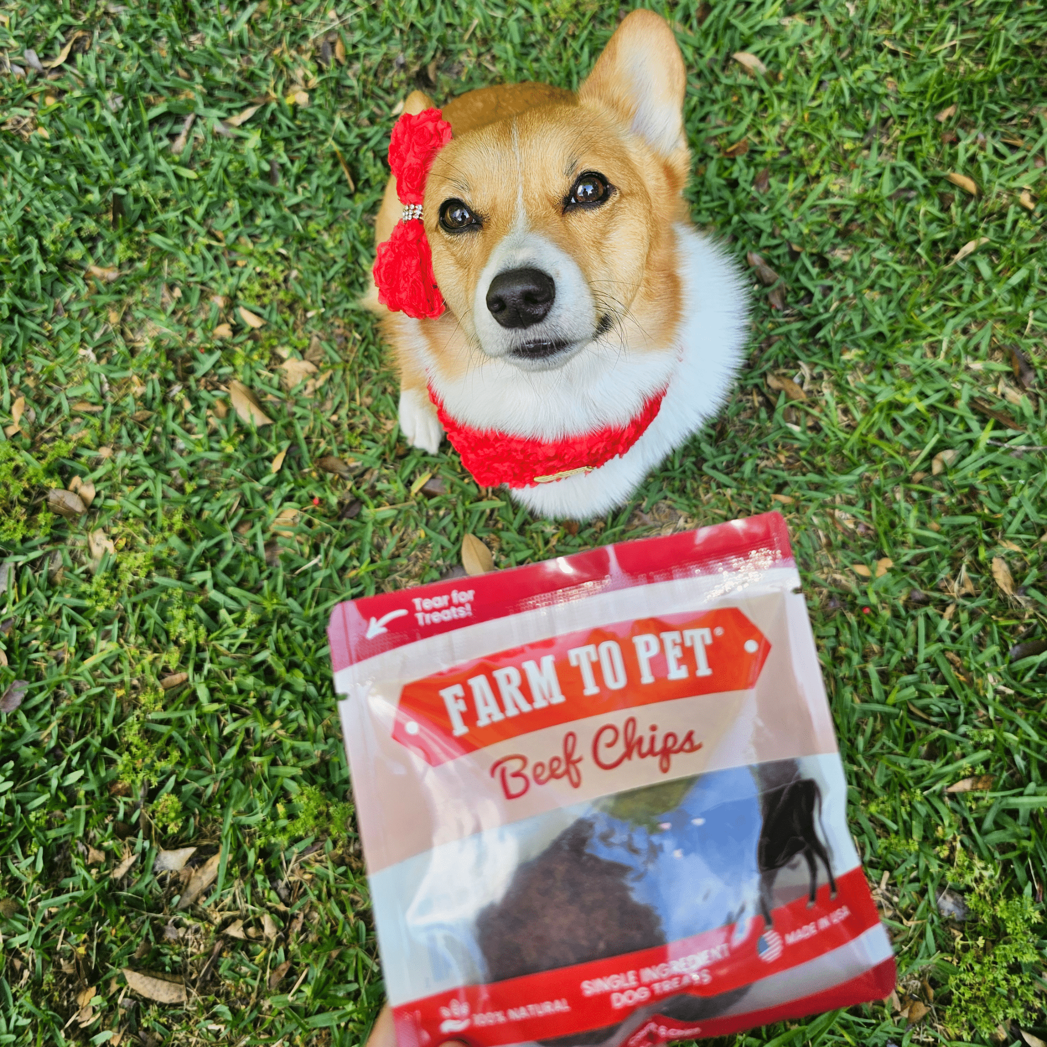 Beef Chips Snack Pack Bundles | Pet Treats for Training & Travel