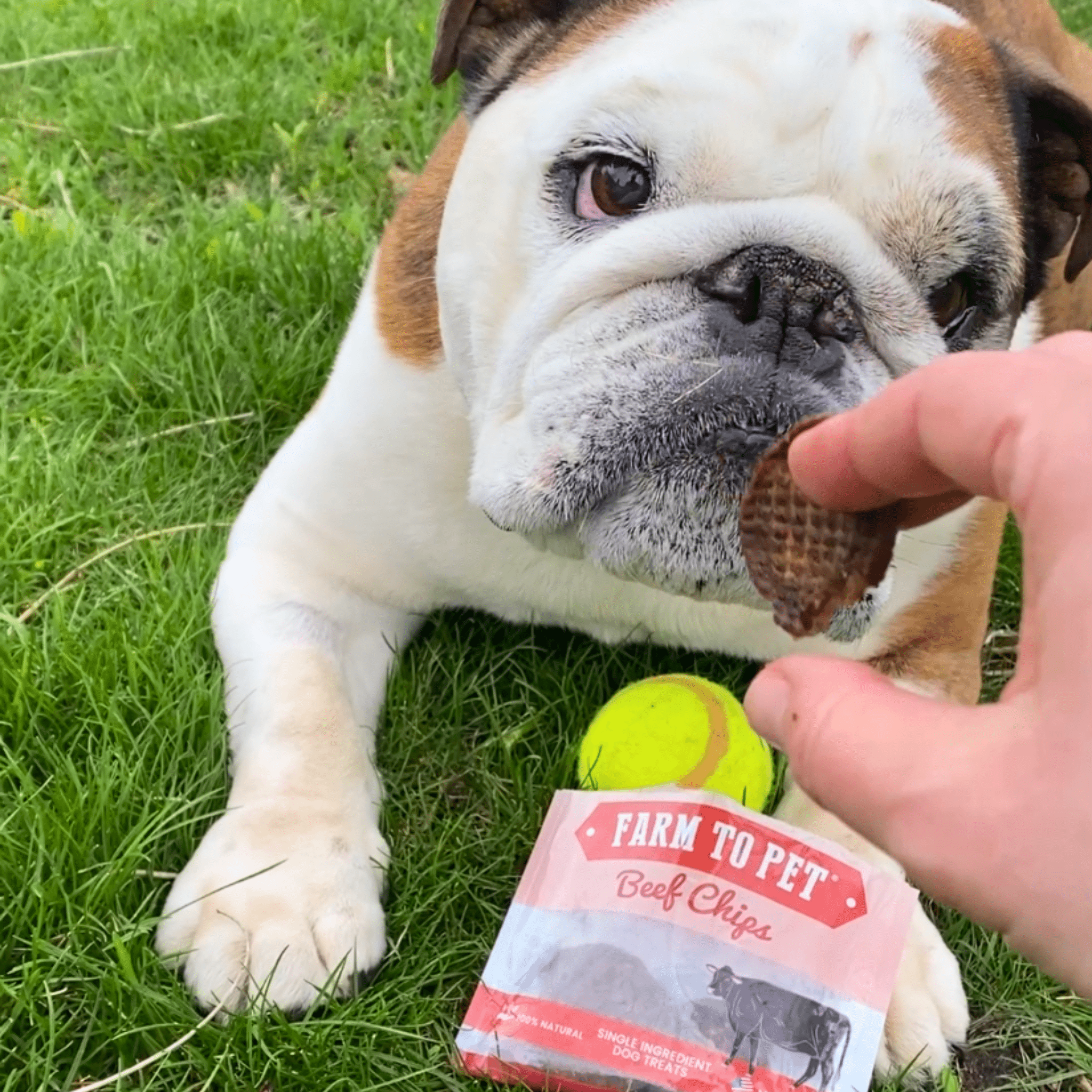 Beef Chips Snack Pack Bundles | Pet Treats for Training & Travel