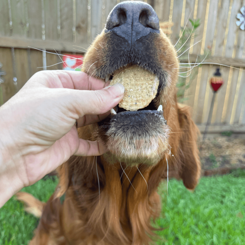 Fish Chips | Wild-Caught Fish Treats