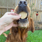 Fish Chips | Wild-Caught Fish Treats