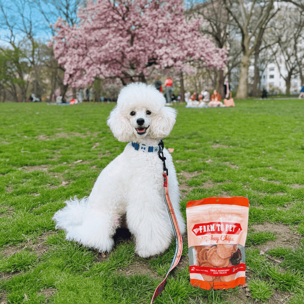 Turkey Chips for Pets | All-Natural Single-Ingredient Healthy Pet Treats