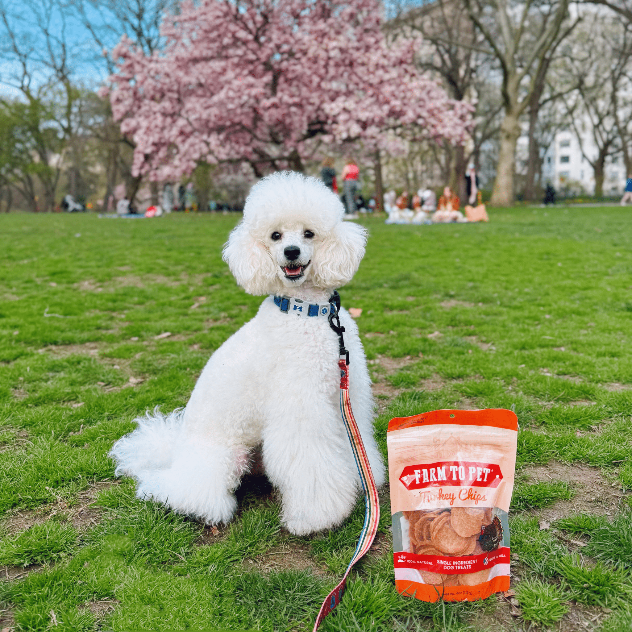 Turkey Chips for Pets | All-Natural Single-Ingredient Healthy Pet Treats