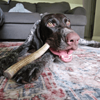 Reindeer Antler Dog Chews | Organic Chews for Dogs