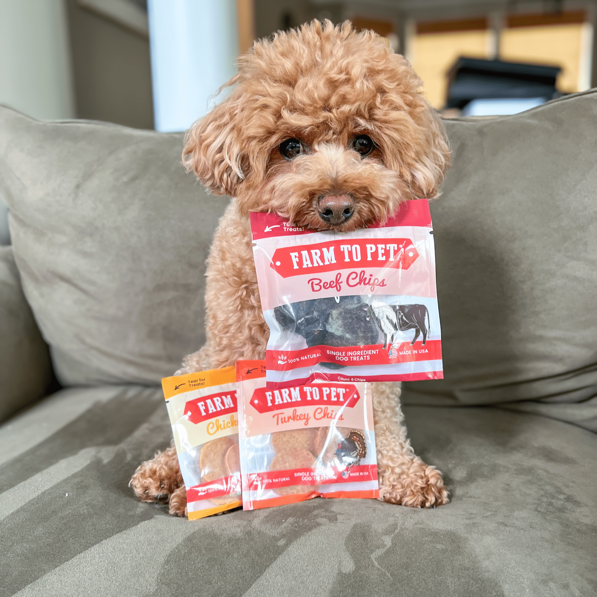 Snack Pack Dog Treat Sampler