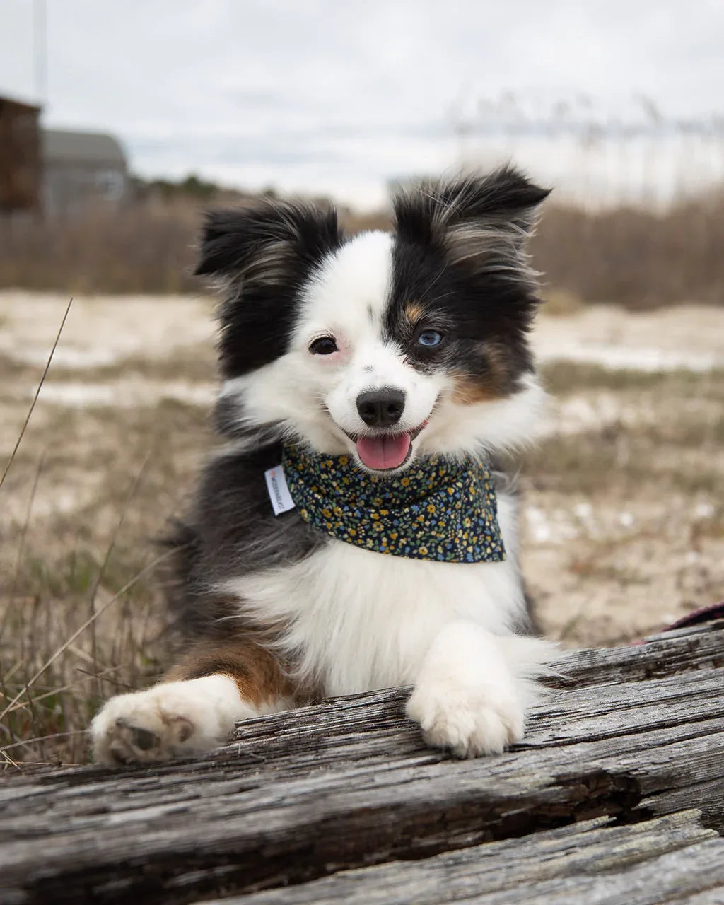 Floral Bandana 2 - MiniPaw Luxe