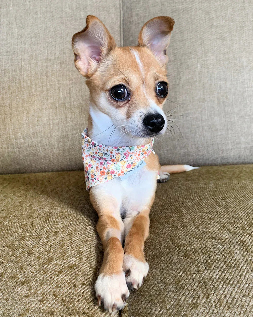 Floral Bandana 4 - MiniPaw Luxe