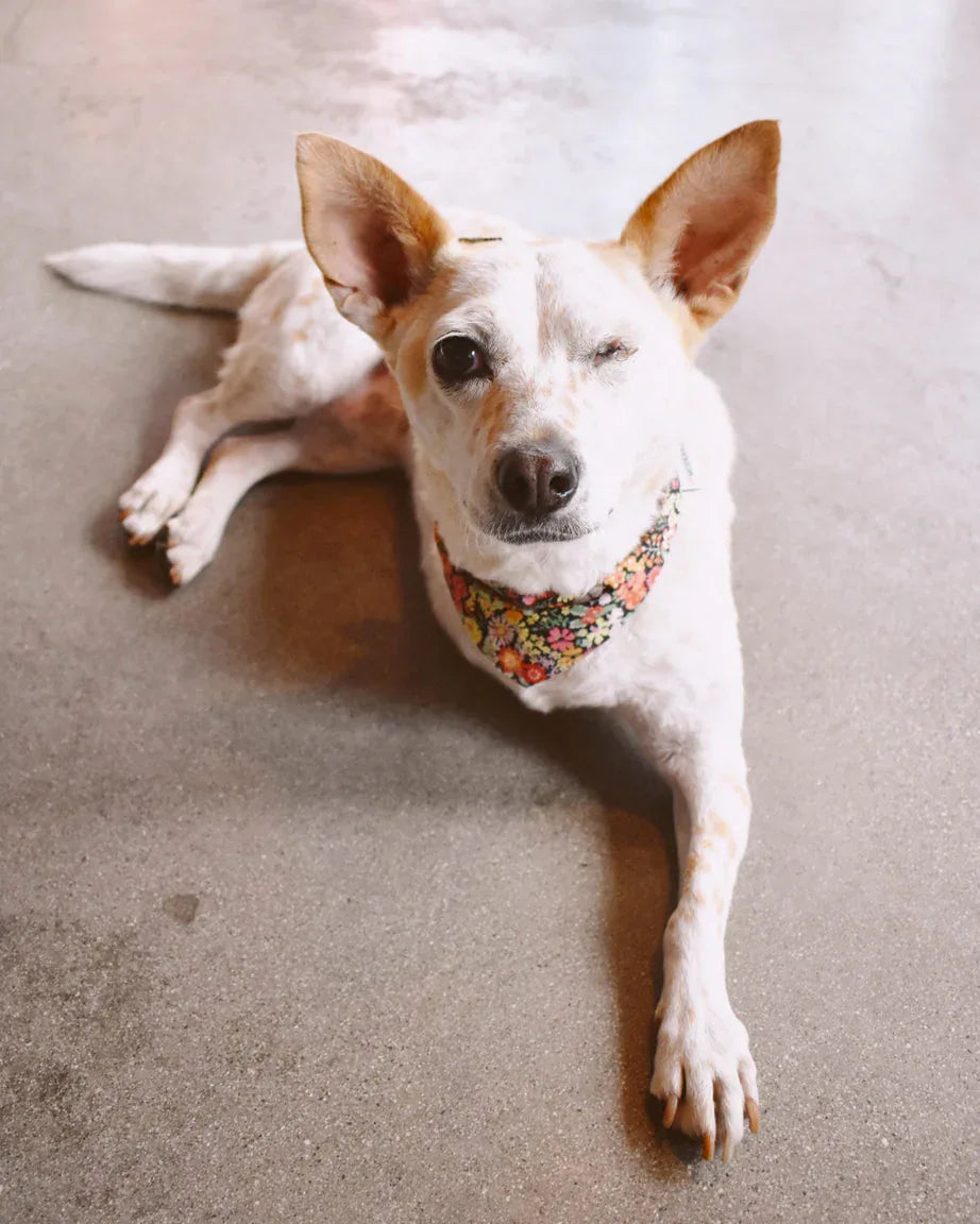 Floral Bandana 8 - MiniPaw Luxe