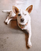 Floral Bandana 8 - MiniPaw Luxe