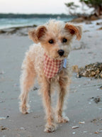 Gingham Bandana 10 - MiniPaw Luxe