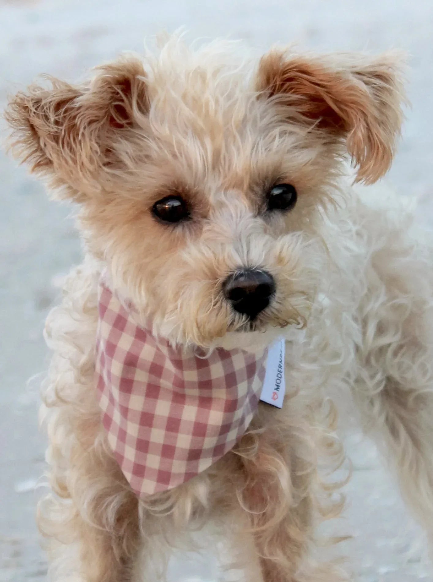 Gingham Bandana 11 - MiniPaw Luxe