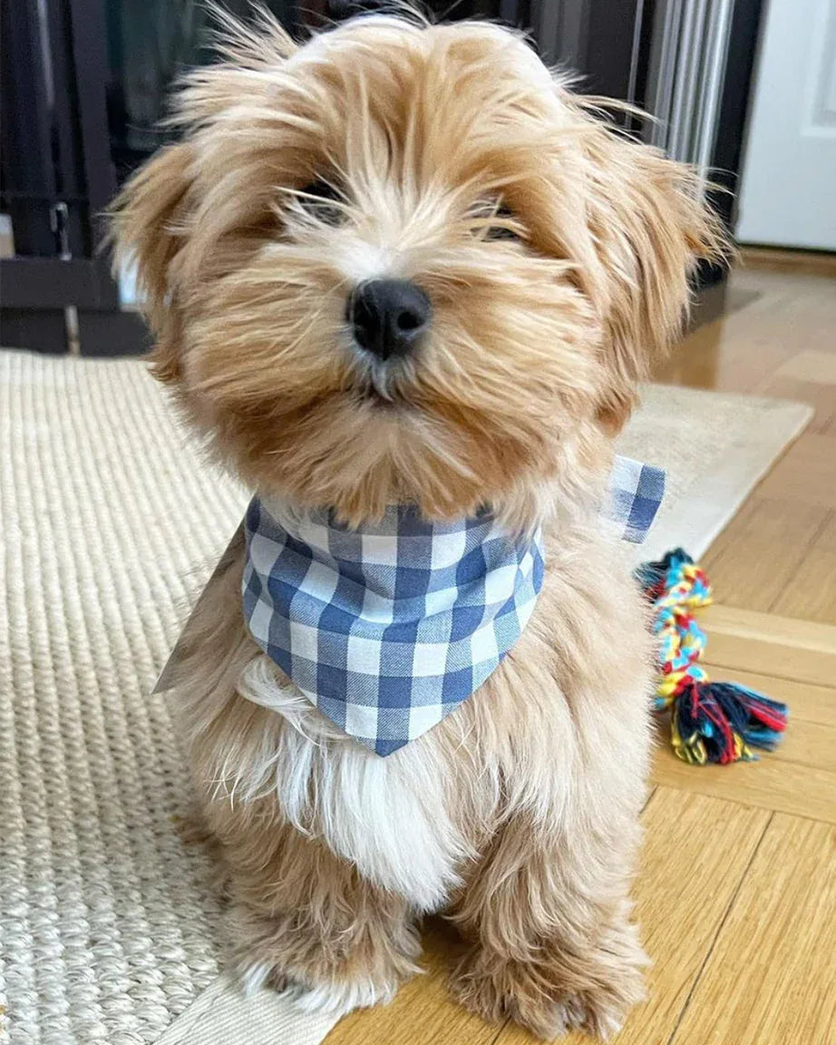 Gingham Bandana 15 - MiniPaw Luxe