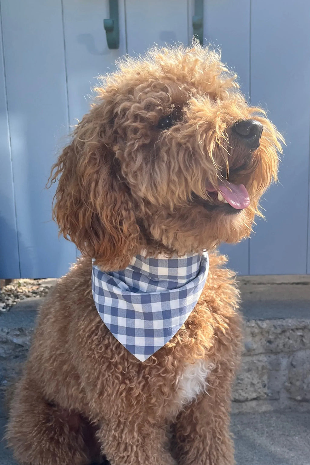 Gingham Bandana 16 - MiniPaw Luxe