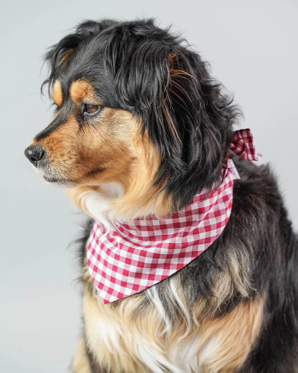 Gingham Bandana 18 - MiniPaw Luxe