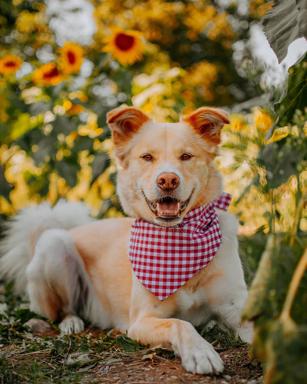 Gingham Bandana 20 - MiniPaw Luxe