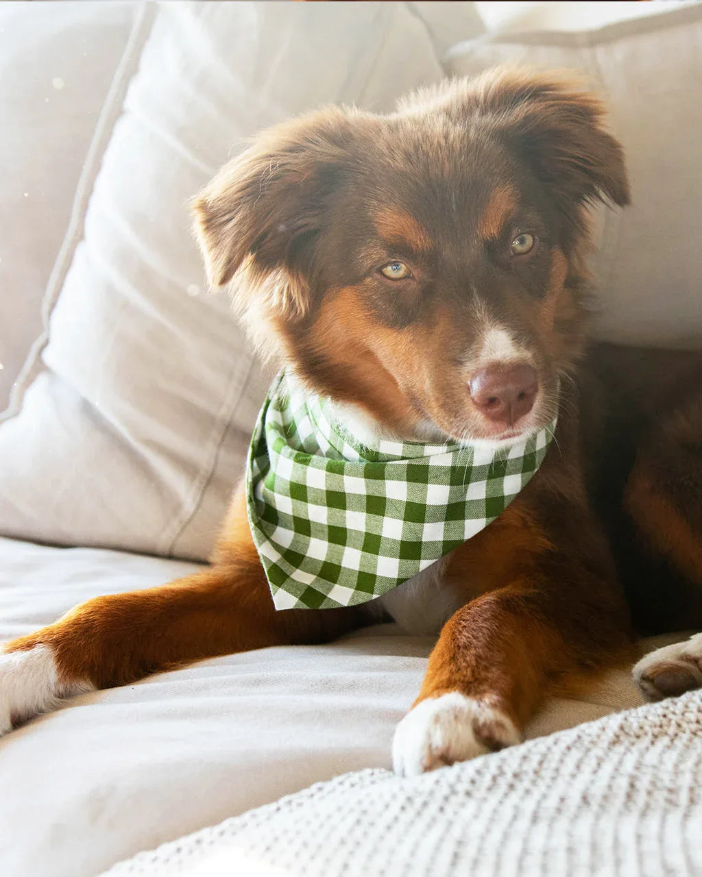 Gingham Bandana 2 - MiniPaw Luxe
