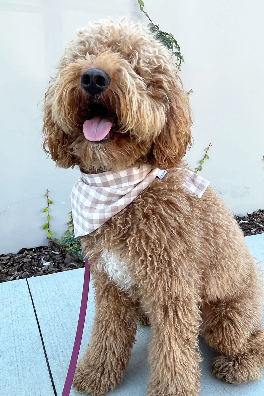 Gingham Bandana 6 - MiniPaw Luxe