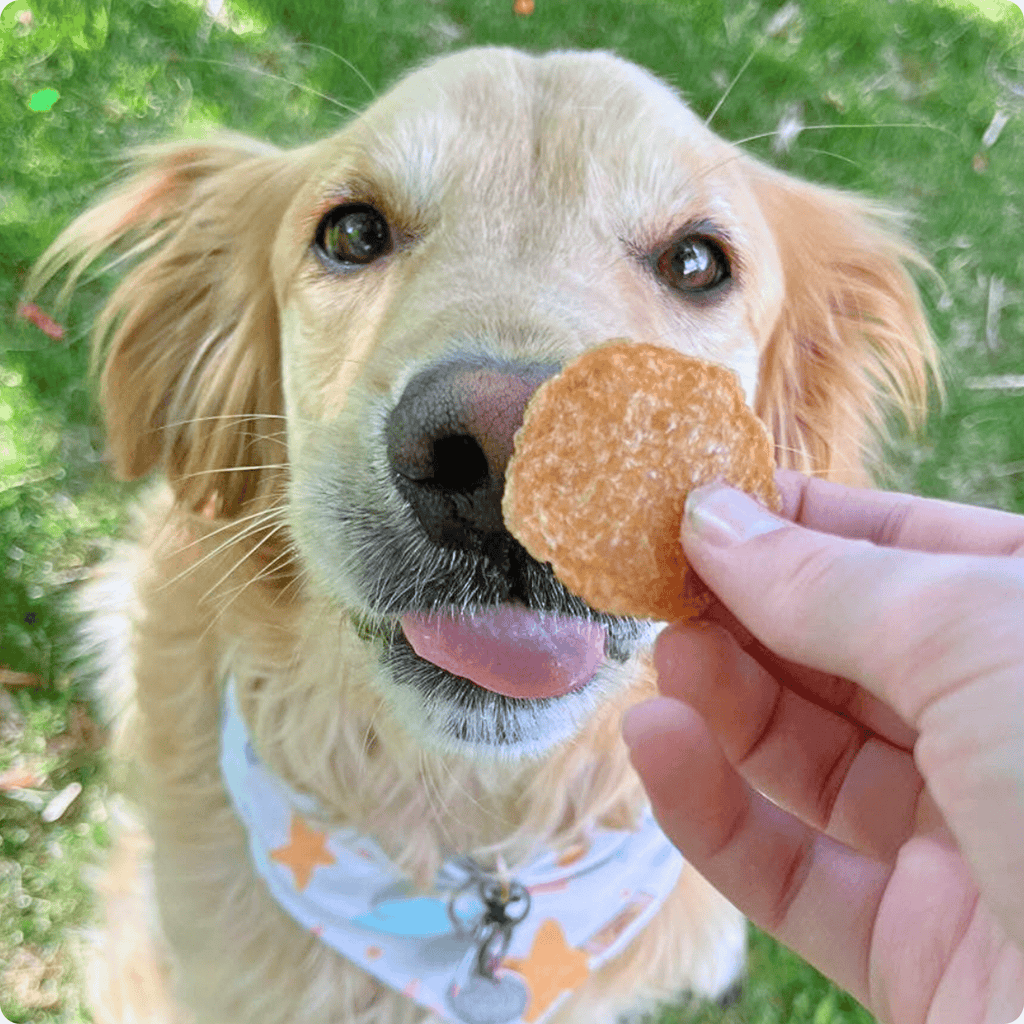 Chicken Chips | All-Natural Single-Ingredient Treats