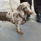 Harness | Brown and Tan 3 - MiniPaw Luxe