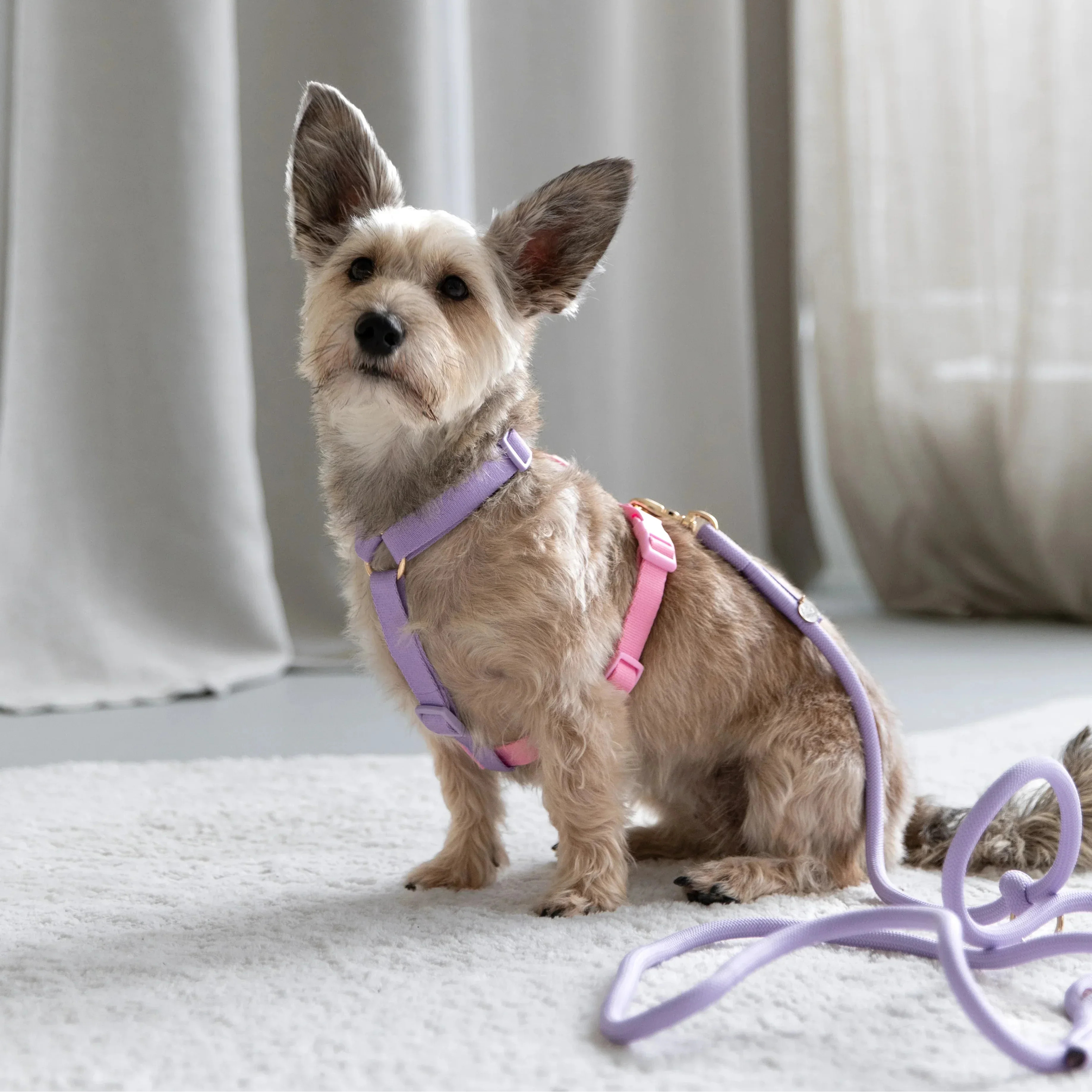 Harness | Rainbow 3 - MiniPaw Luxe